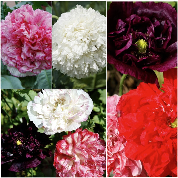 Antique Shades Peony Poppy Seeds For Planting (Papaver paeoniflorum)