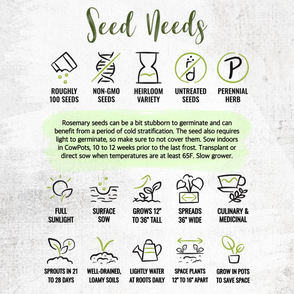 Rosemary Herb Seeds For Planting (Rosemarinus officinalis)