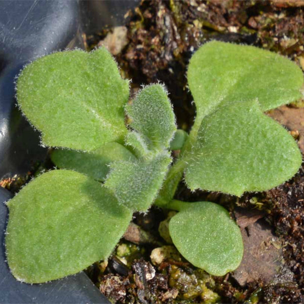 Purple Rockcress Groundcover Seeds For Planting (Aubrieta deltoidea)