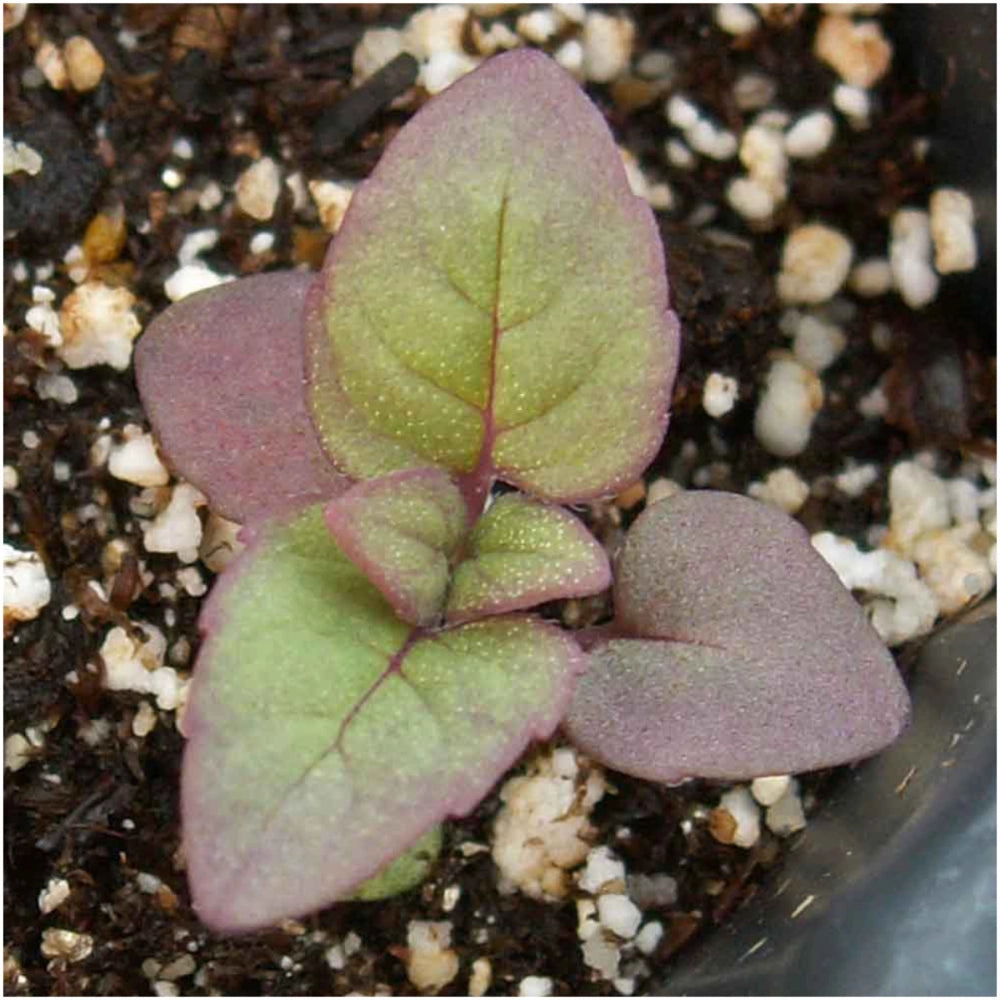 Panorama Blend Bee Balm Seeds For Planting (Monarda didyma)