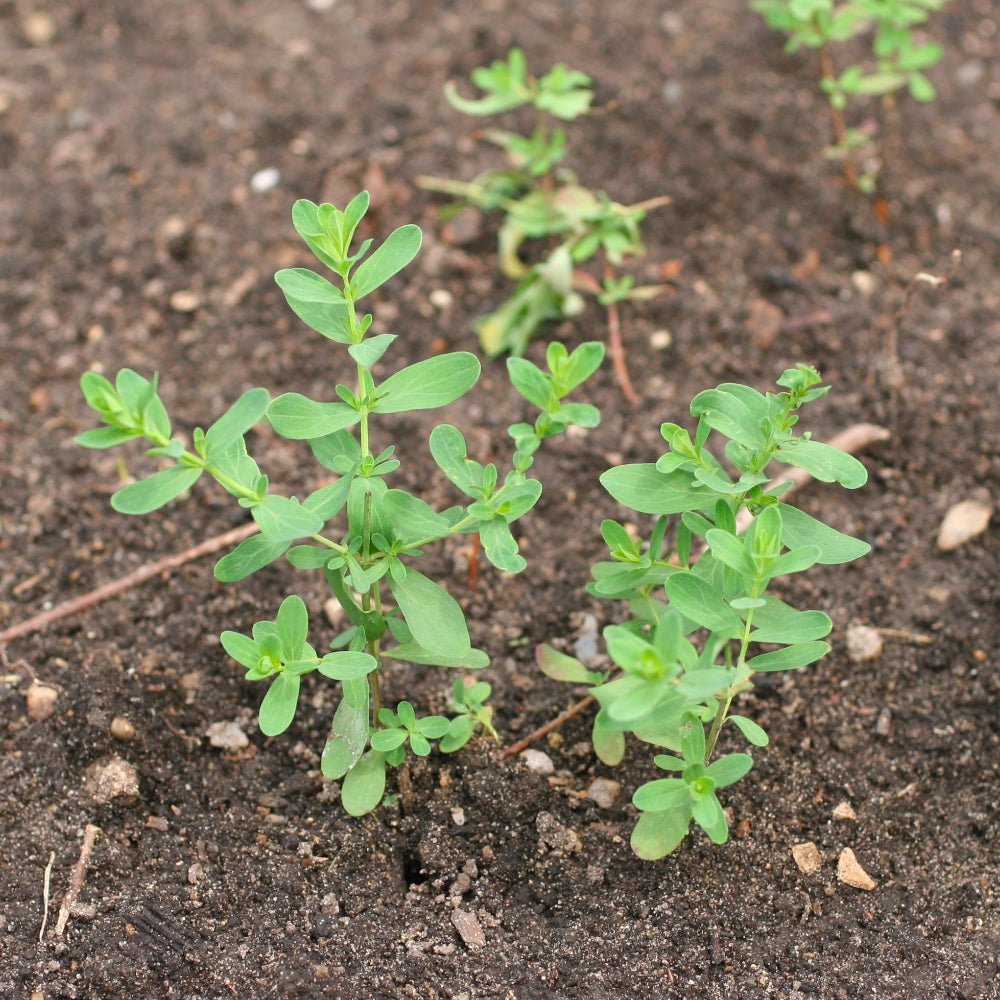 St. Johns Wort Herb Seeds For Planting (Hypericum perforatum)