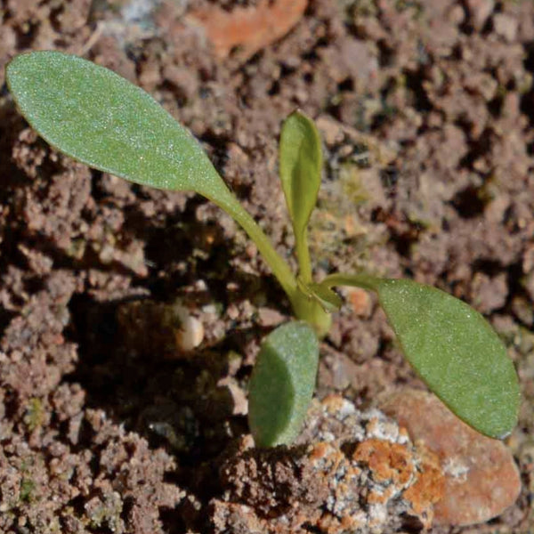 Coreopsis Plains Seeds For Planting (Coreopsis tinctoria)