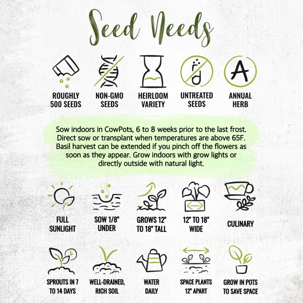 Sweet Basil Herb Seeds For Planting (Ocimum basilicum)