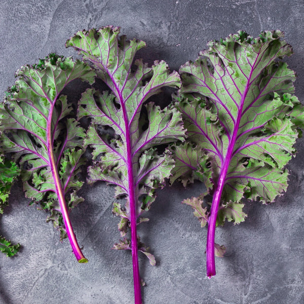 Red Russian Kale Seeds For Planting (Brassica napus)