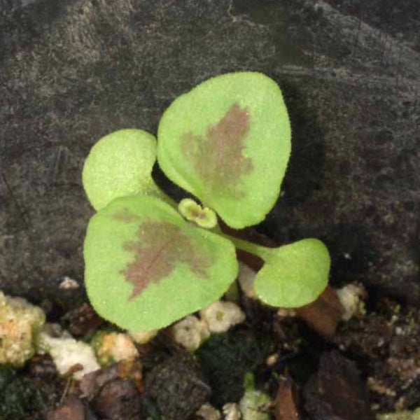 Rainbow Coleus Seeds For Planting (Coleus blumei)