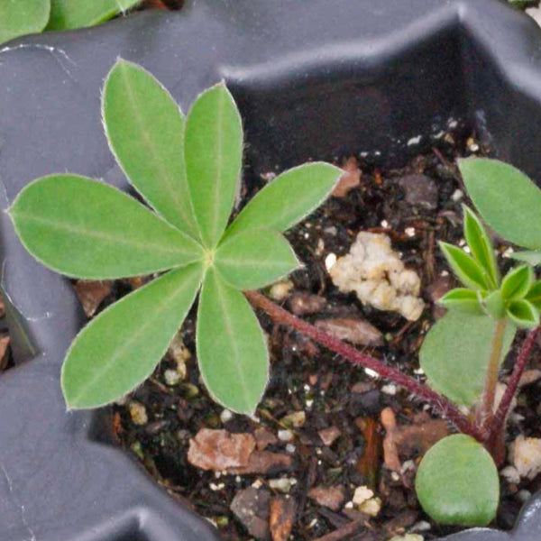 Lupine Russell Seeds For Planting (Lupinus polyphyllus)