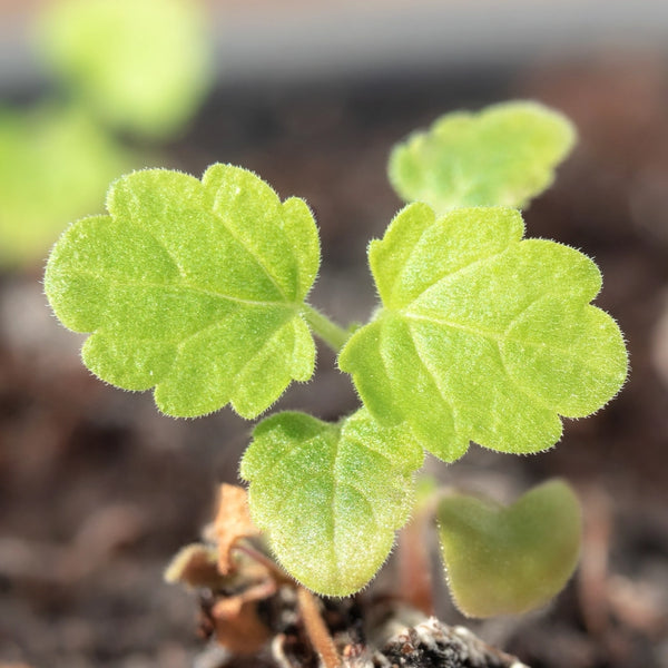 Catnip Herb Seeds For Planting (Nepeta cataria)