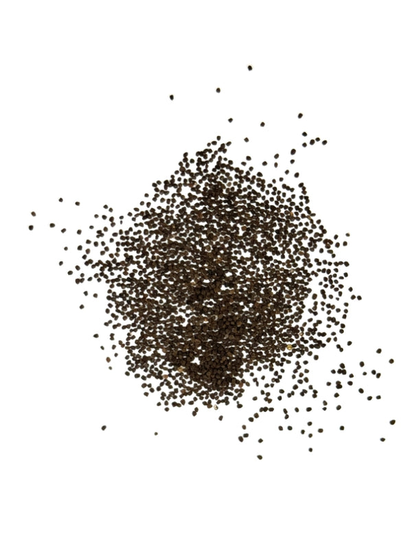 Snapdragon Seeds For Planting Tetra Blend (Antirrhinum majus)