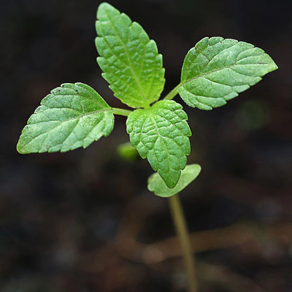 mint seeds on plant Peppermint Herb Seeds For Planting (Mentha piperita)
