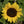 Yellow Pygmy Sunflower Seeds For Planting (Helianthus annuus)