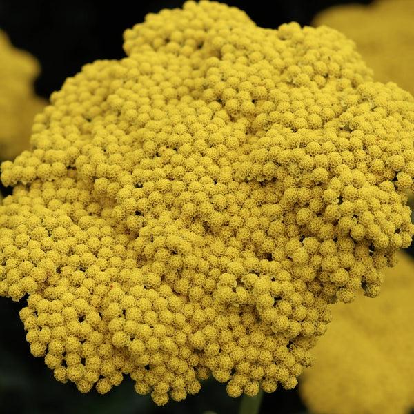 Gold Yarrow Seeds For Planting (Achillea filipendulina)