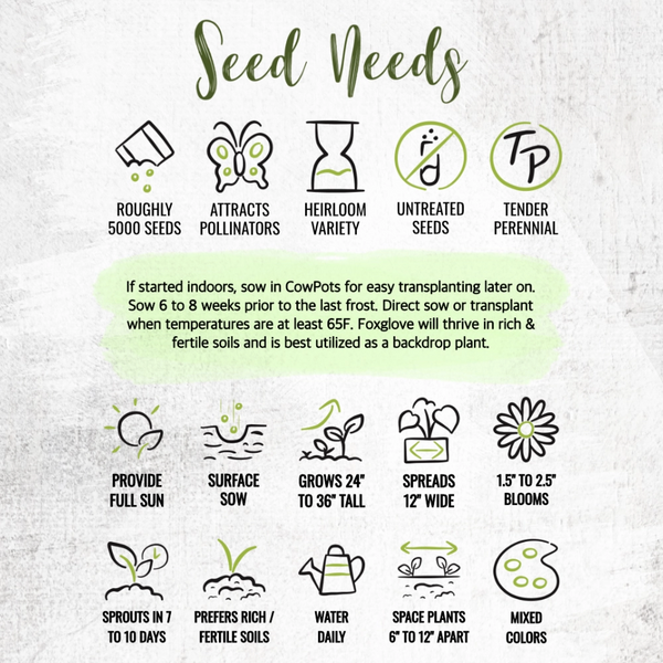 Excelsior Mixture Foxglove Seeds For Planting (Digitalis purpurea)