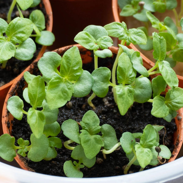 Green Shiso Seeds For Planting (Perilla frutescens)