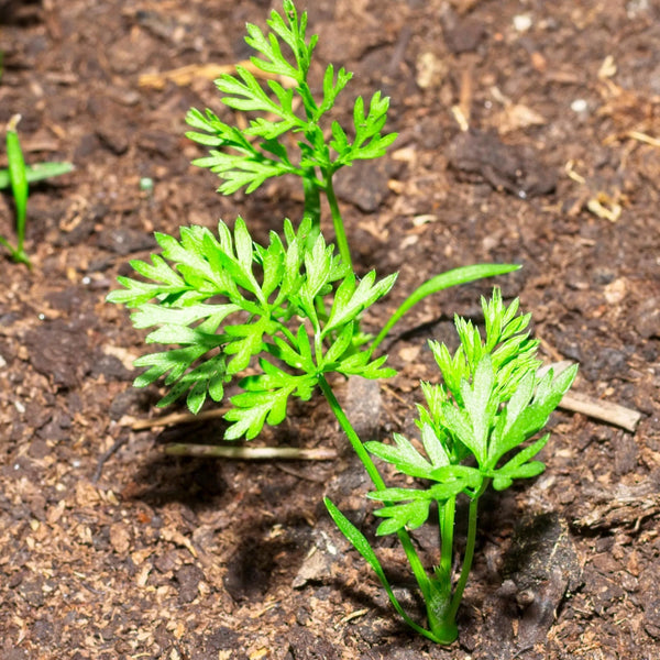 Paris Market Carrot Seeds For Planting (Daucus carota)