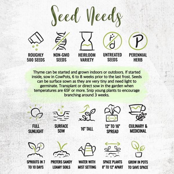 Thyme Herb Seeds For Planting (Thymus vulgaris)