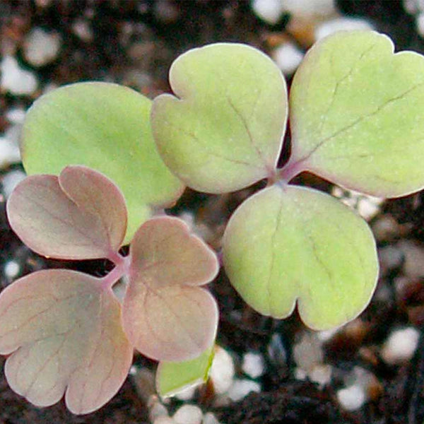 Giant Star, Mckana's Columbine Seeds For Planting (Aquilegia caerulea)