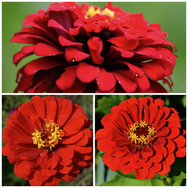 Scarlet Flame Zinnia Seeds For Planting