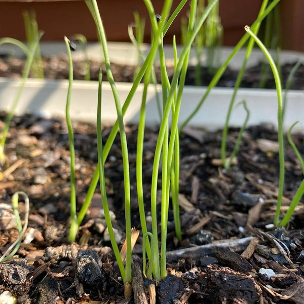 Red Burgundy Onion Seeds For Planting (Allium cepa)