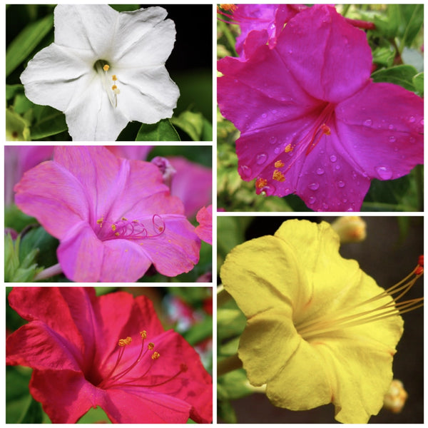 Mixed Four O' Clock Seeds For Planting (Mirabilis jalapa)