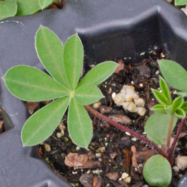 planting lupine seeds in pots Wild Perennial Lupine Seeds For Planting (Lupinus perennis) – Seed Needs LLC