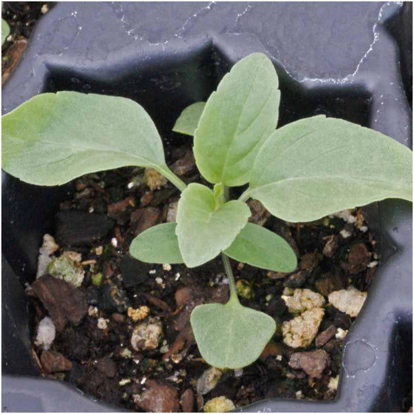 Sapphire Sage Seeds For Planting / Sapphire Salvia (Salvia farinacea)
