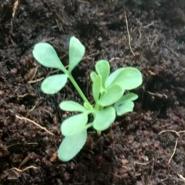 Rue Herb Seeds For Planting (Ruta graveolens)