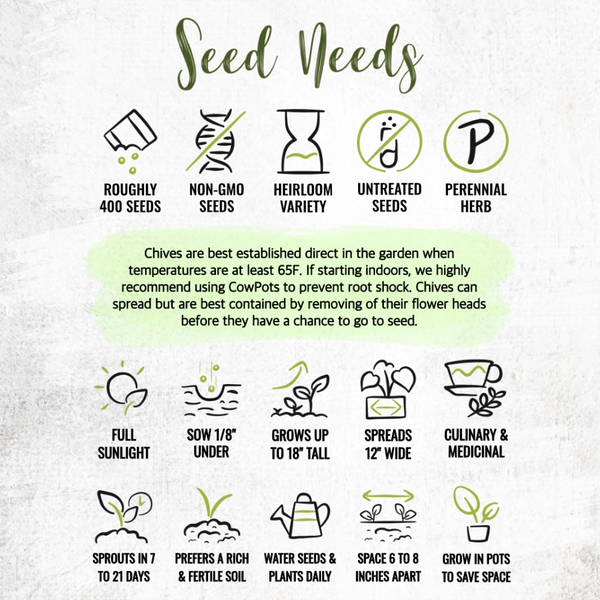 Common Chives Herb Seeds For Planting (Allium schoenoprasum)