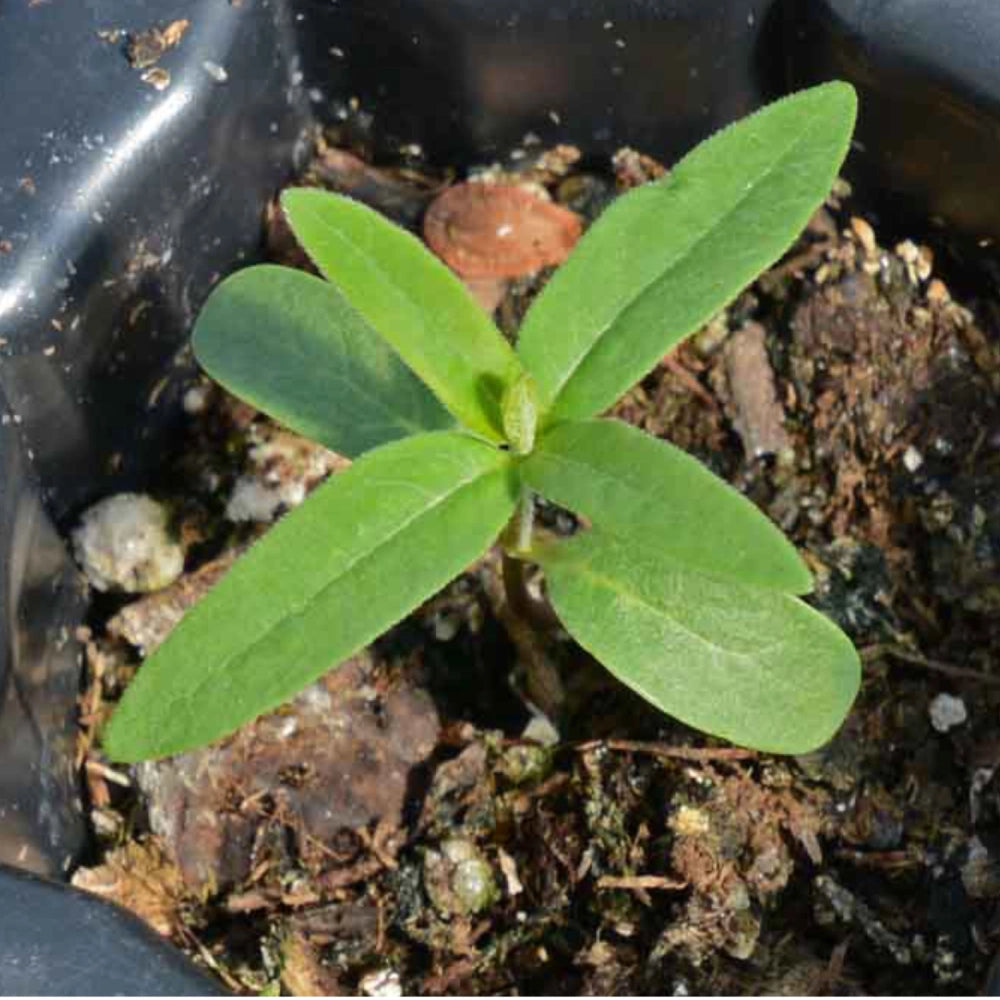 Showy Milkweed Seeds For Planting (Asclepias speciosa)