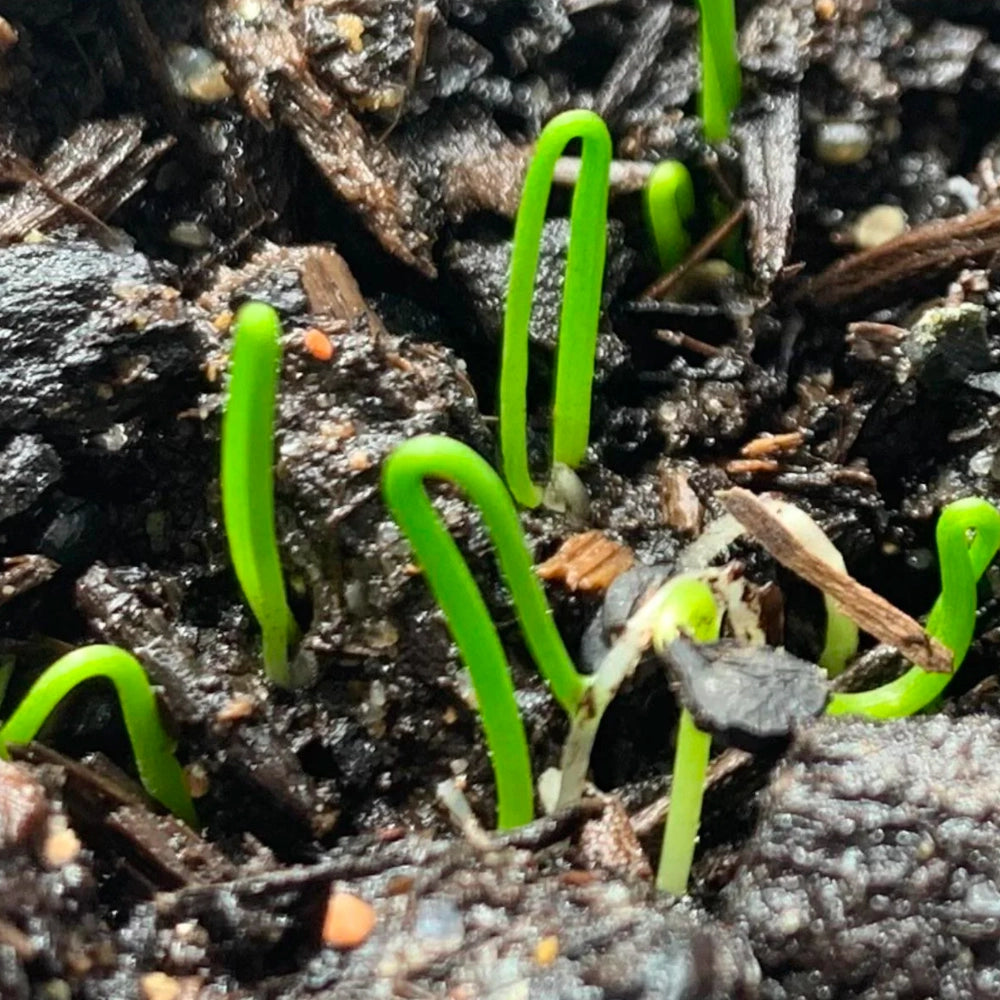 Seed Needs Garlic Chives Herb Seeds - Thumbnail 5