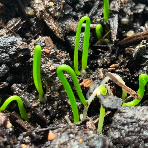 Garlic Chives Herb Seeds For Planting (Allium tuberosum)
