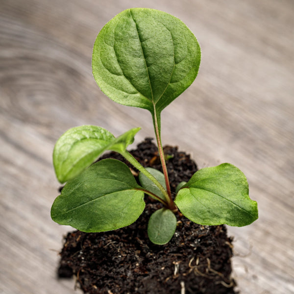 Purple Coneflower Seeds For Planting (Echinacea purpurea)