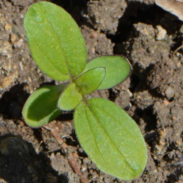 Dwarf Sunspot Sunflower Seeds For Planting (Helianthus annuus)