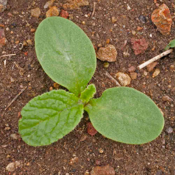 White Borage Seeds For Planting (Borago officinalis)