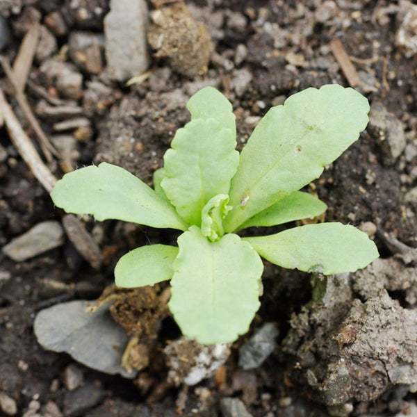 Hens and Chicks Poppy Seeds For Planting (Papaver somniferum)