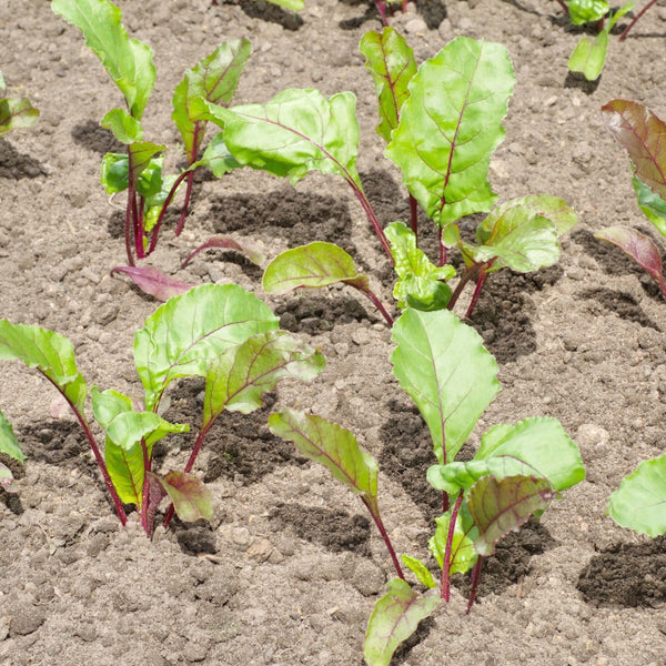 Ruby Queen Beet Seeds For Planting (Beta vulgaris)