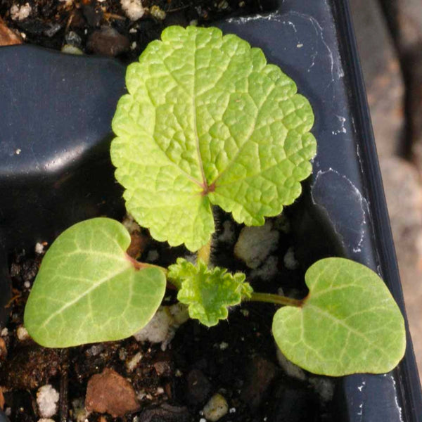 Double Majorette Hollyhock Mixture (Alcea rosea)