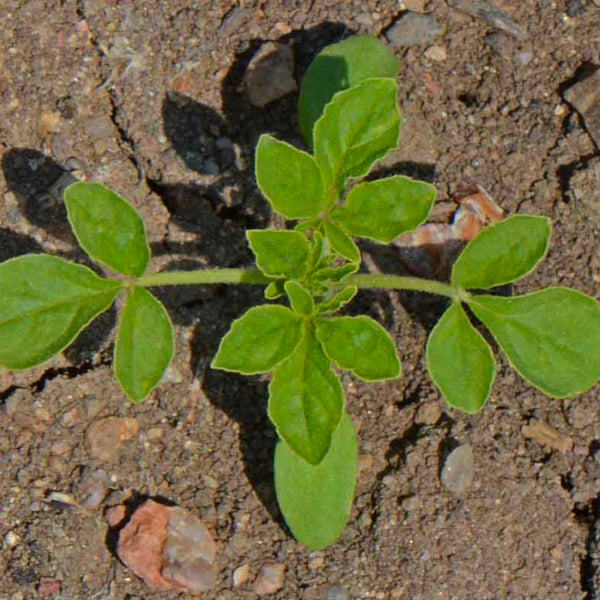 Cleome Seeds For Planting, Spider Mixture (Cleome hassleriana)