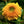 Tall Sungold Sunflower Seeds For Planting (Helianthus annuus)