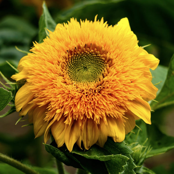 Tall Sungold Sunflower Seeds For Planting (Helianthus annuus)