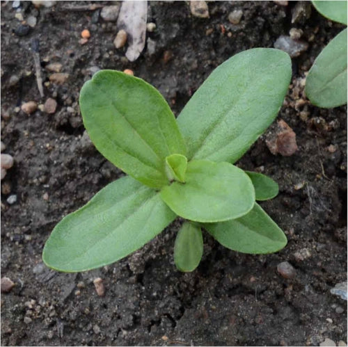 Mega Zinnia Seed Collection