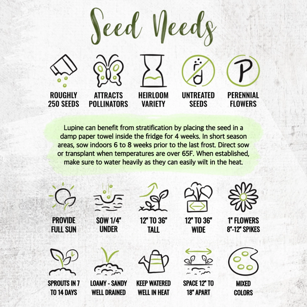 Lupine Russell Seeds For Planting (Lupinus polyphyllus)