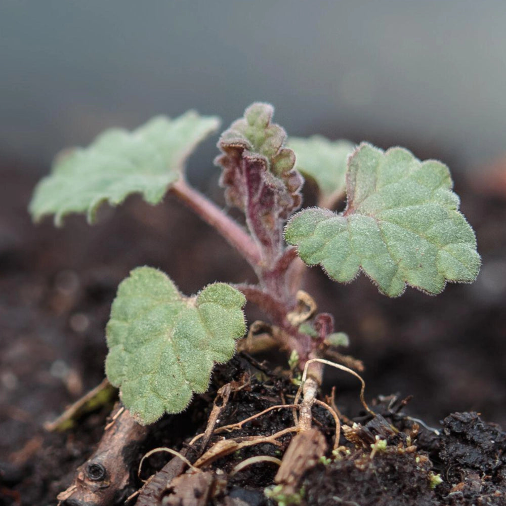 Catmint Herb Seeds For Planting (Nepeta mussinii)