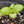 Italian Large Leaf Basil Seeds For Planting (Ocimum basilicum)