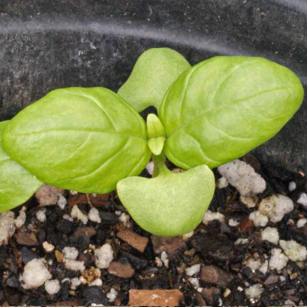 Italian Large Leaf Basil Seeds For Planting (Ocimum basilicum)