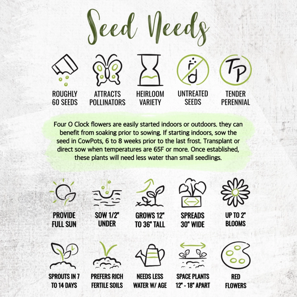 best time to plant 4 o'clock seeds Red Four O' Clock Seeds For Planting (Mirabilis jalapa) Seed Needs – Seed Needs LLC