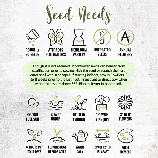 White Moonflower Seeds For Planting - Evening Bloomer (Ipomoea alba)