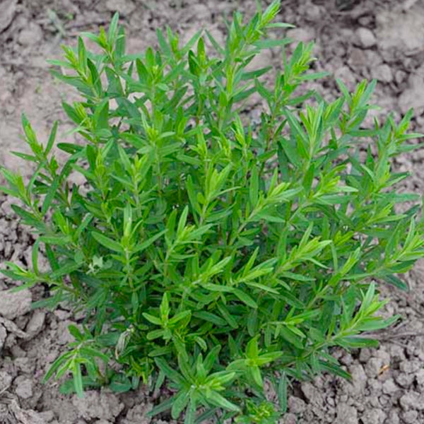 Hyssop Herb Seeds For Planting (Hyssopus officinalis)