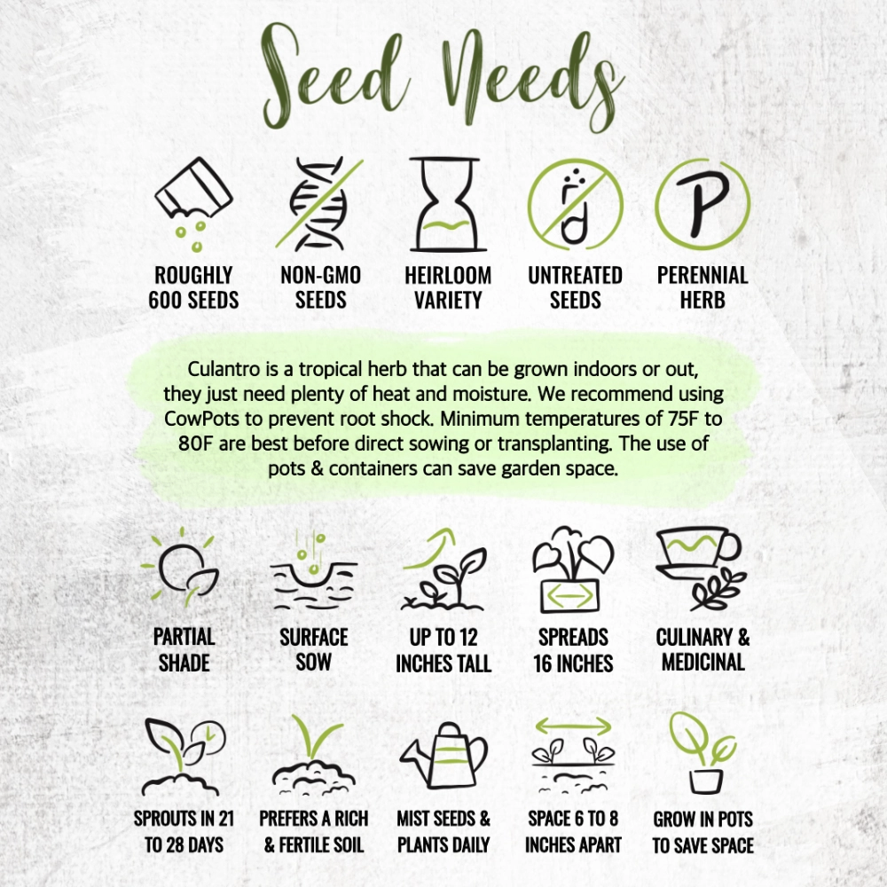 Culantro Herb Seeds For Planting (Eryngium foetidum)