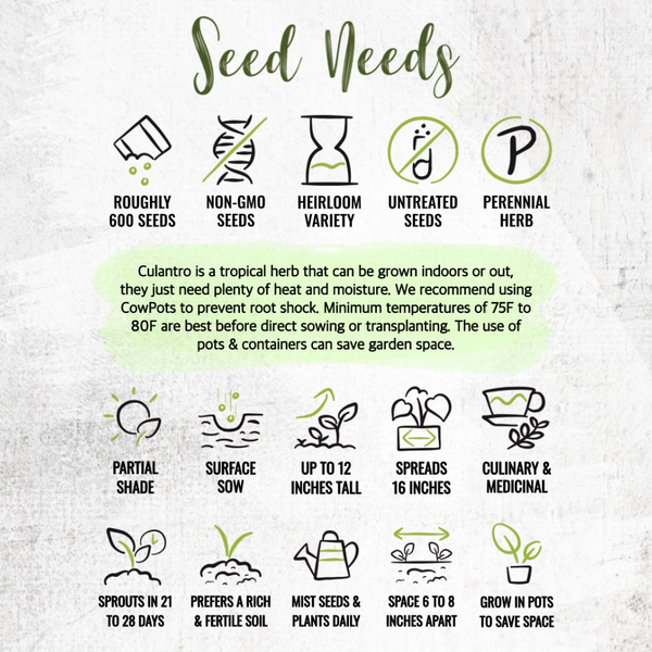 Culantro Herb Seeds For Planting (Eryngium foetidum)