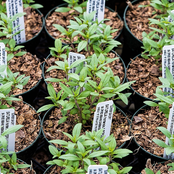 Summer Savory Herb Seeds For Planting (Satureja hortensis)